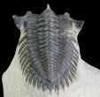 Bargain, Metacanthina Trilobite - Lghaft, Morocco #64412-6